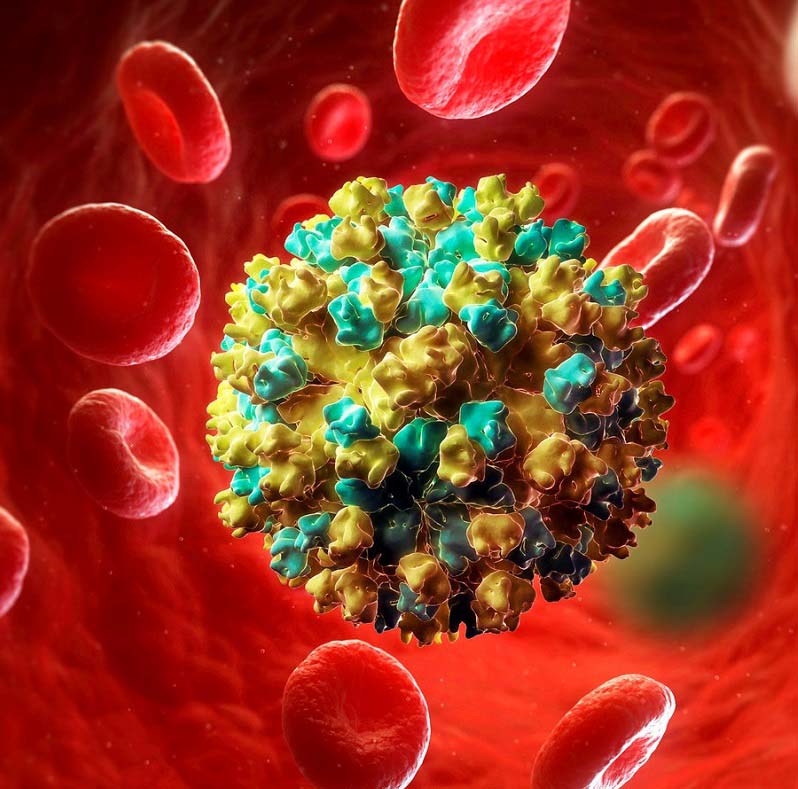 Hepatitis E virus artwork