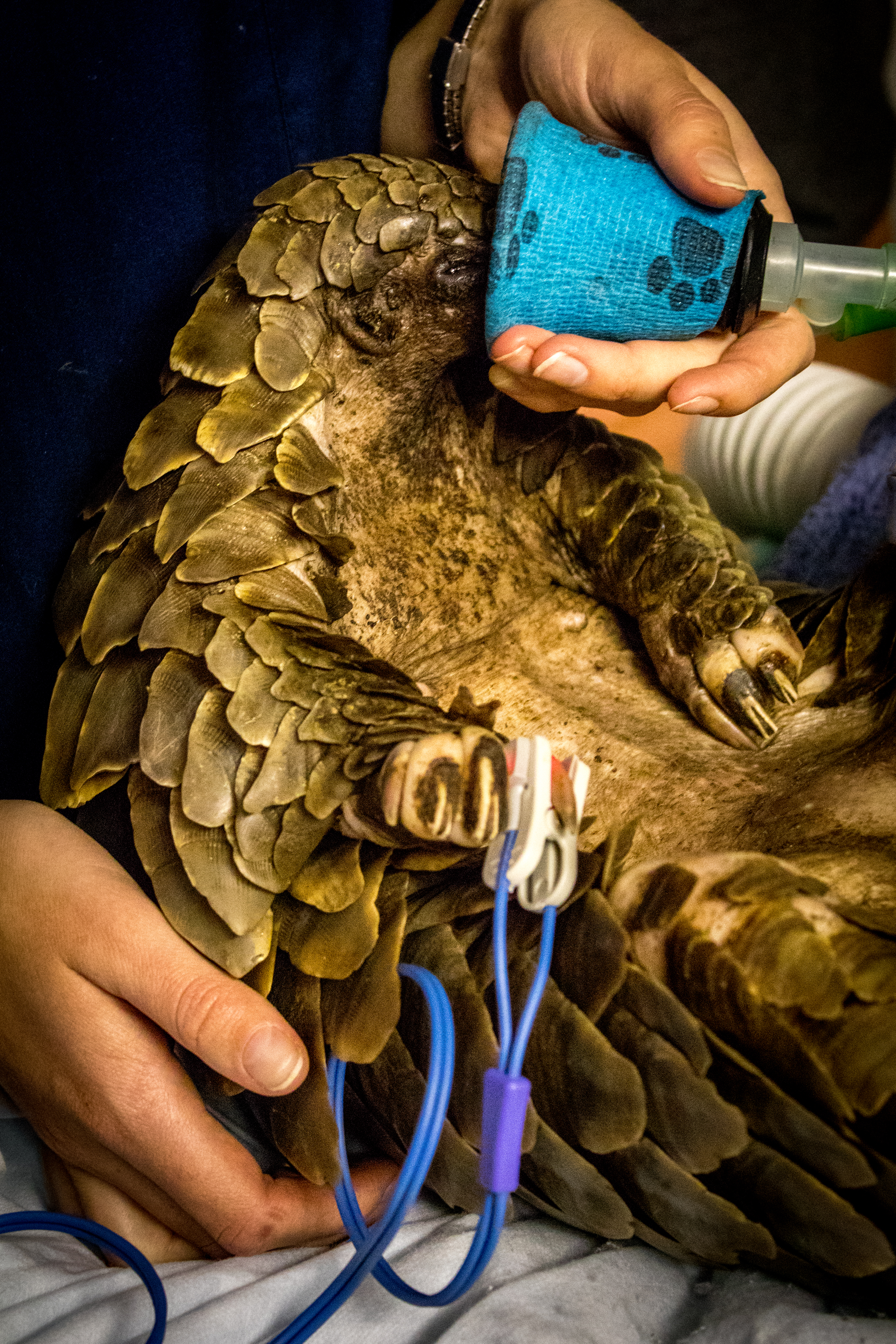 Fortunate the pangolin receiving a blood transfusion