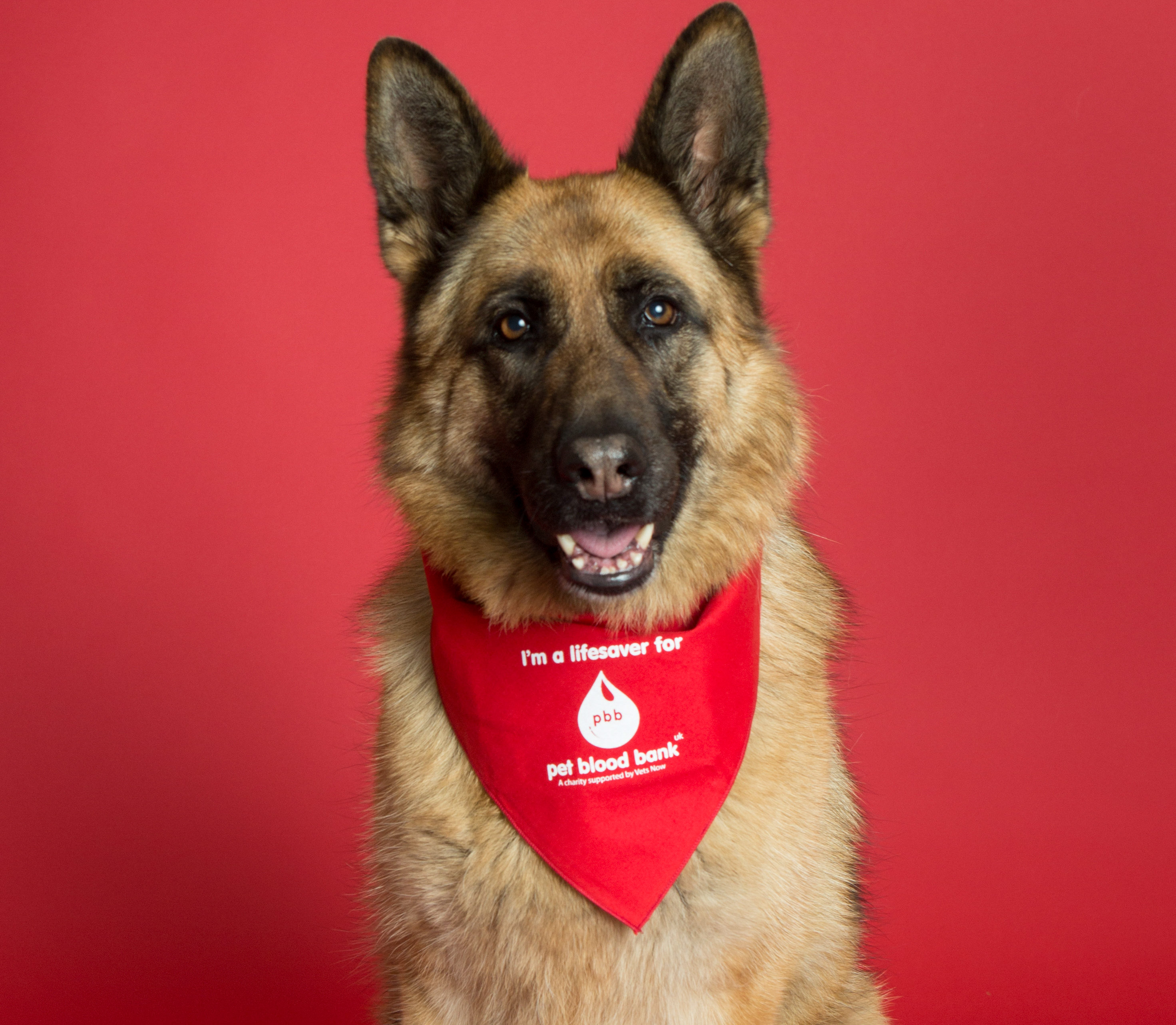 Izzy the dog wears a a red blood donation bib