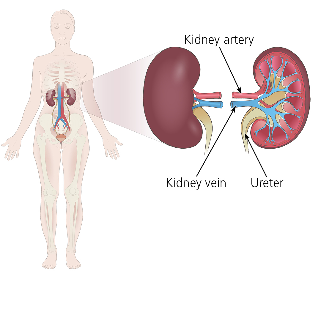 Illustration showing where the kidney are in the body, with a close up view of donor kidneys and how they would connect to a patient via the kidney artery, kidney vein and ureter
