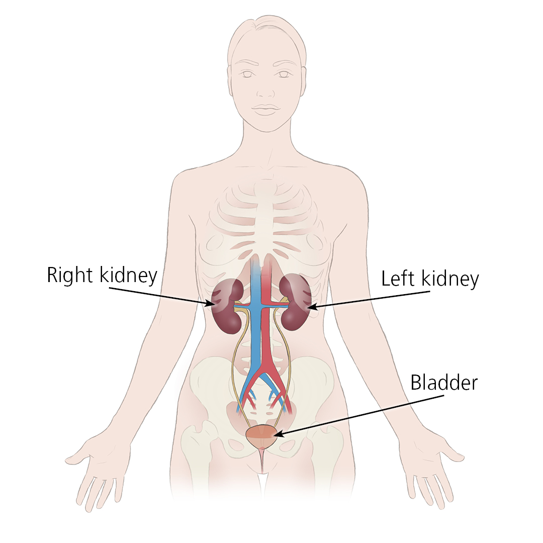 Illustration showing the position of the right and left kidneys in the body, and how they join to the bladder
