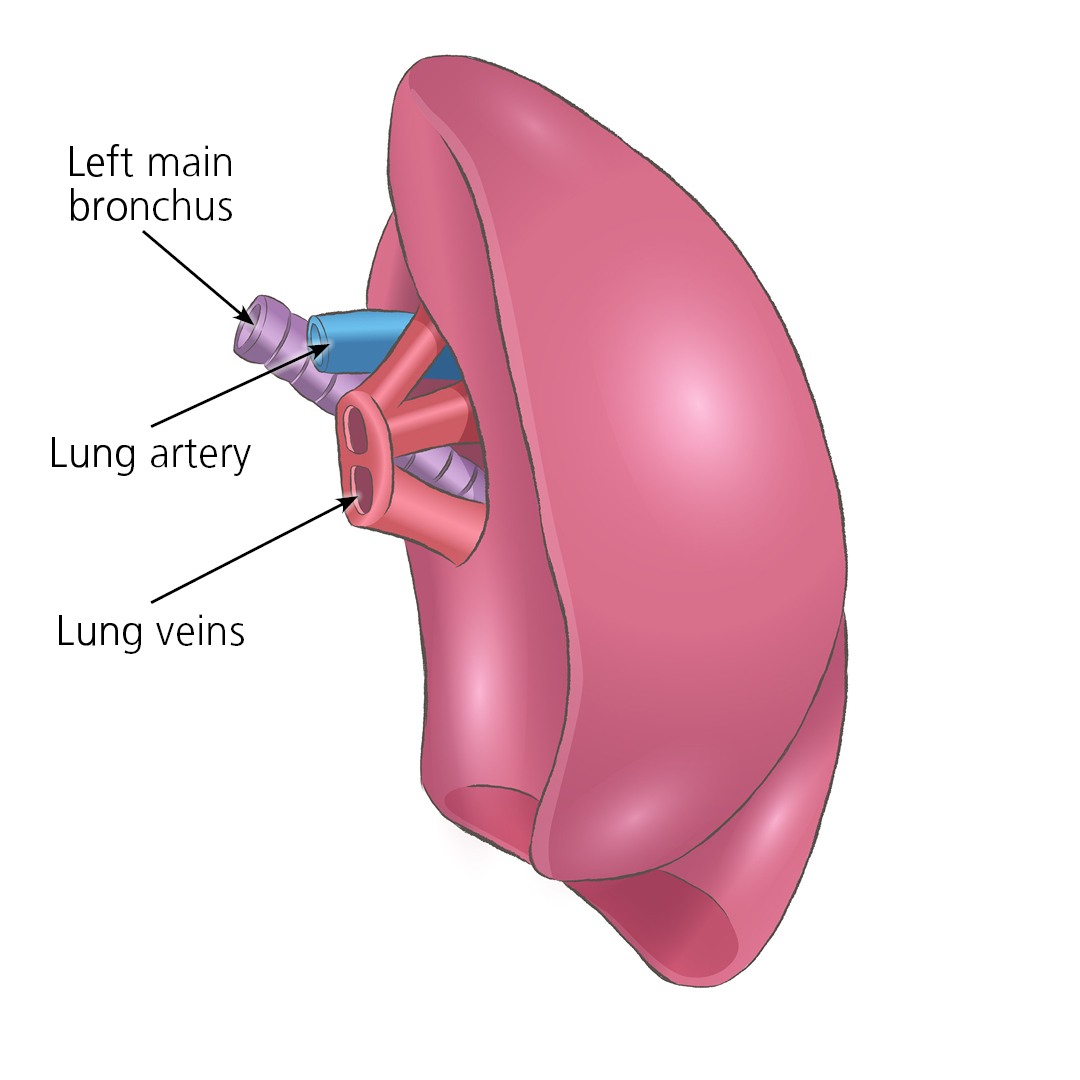 Close up illustration of a left lung, left main bronchus, lung artery and lung veins