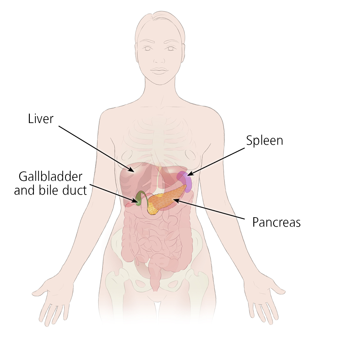Illustration showing the positions of the pancreas, spleen, liver, gallbladder and bile duct within the body