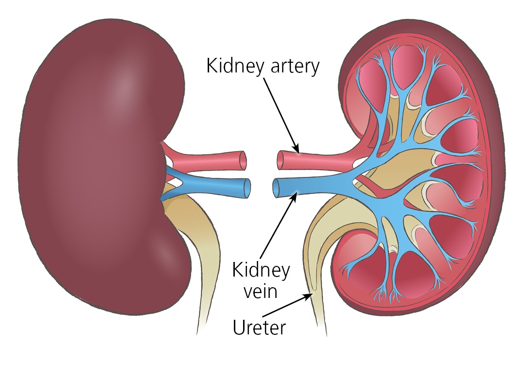 Illustration of kidneys showing positions of kidney artery, kidney vein and ureter