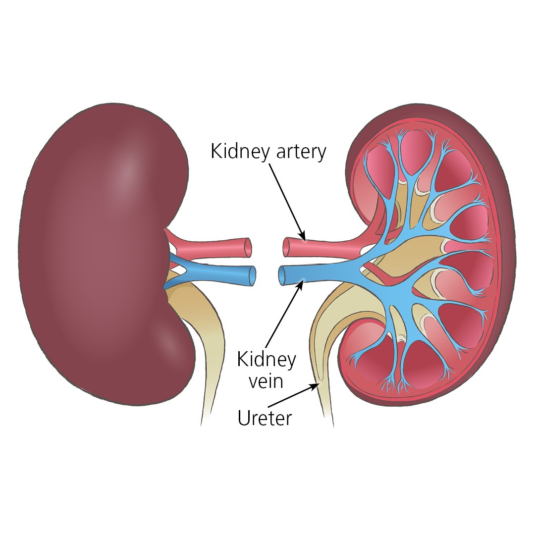 Illustration of the kidneys showing the positions of the kidney artery, kidney vein and ureter