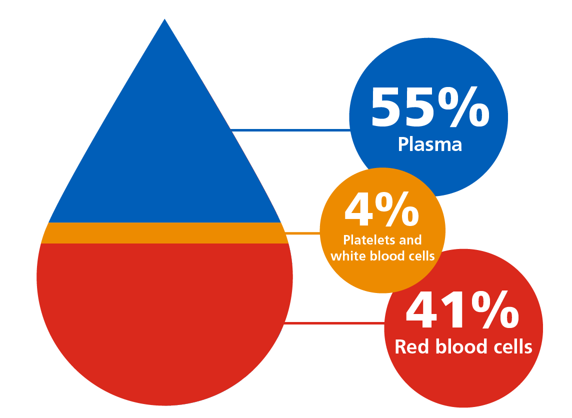 Graphic of a blood drop showing what blood is made of: 55% is plasma, 4% is platelets and white blood cells, and 41% is red blood cells