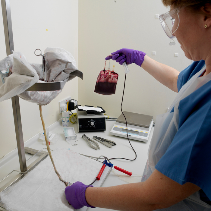 A member of our specially trained staff carrying out a collection from a placenta.