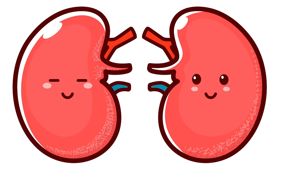 About kidney donation - NHS Organ Donation