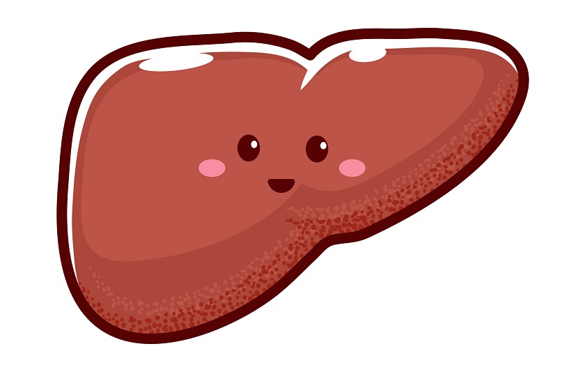 A cartoon drawing of a liver, smiling