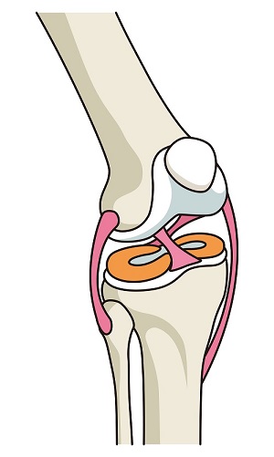 Image of a knee joint, with tendons visible