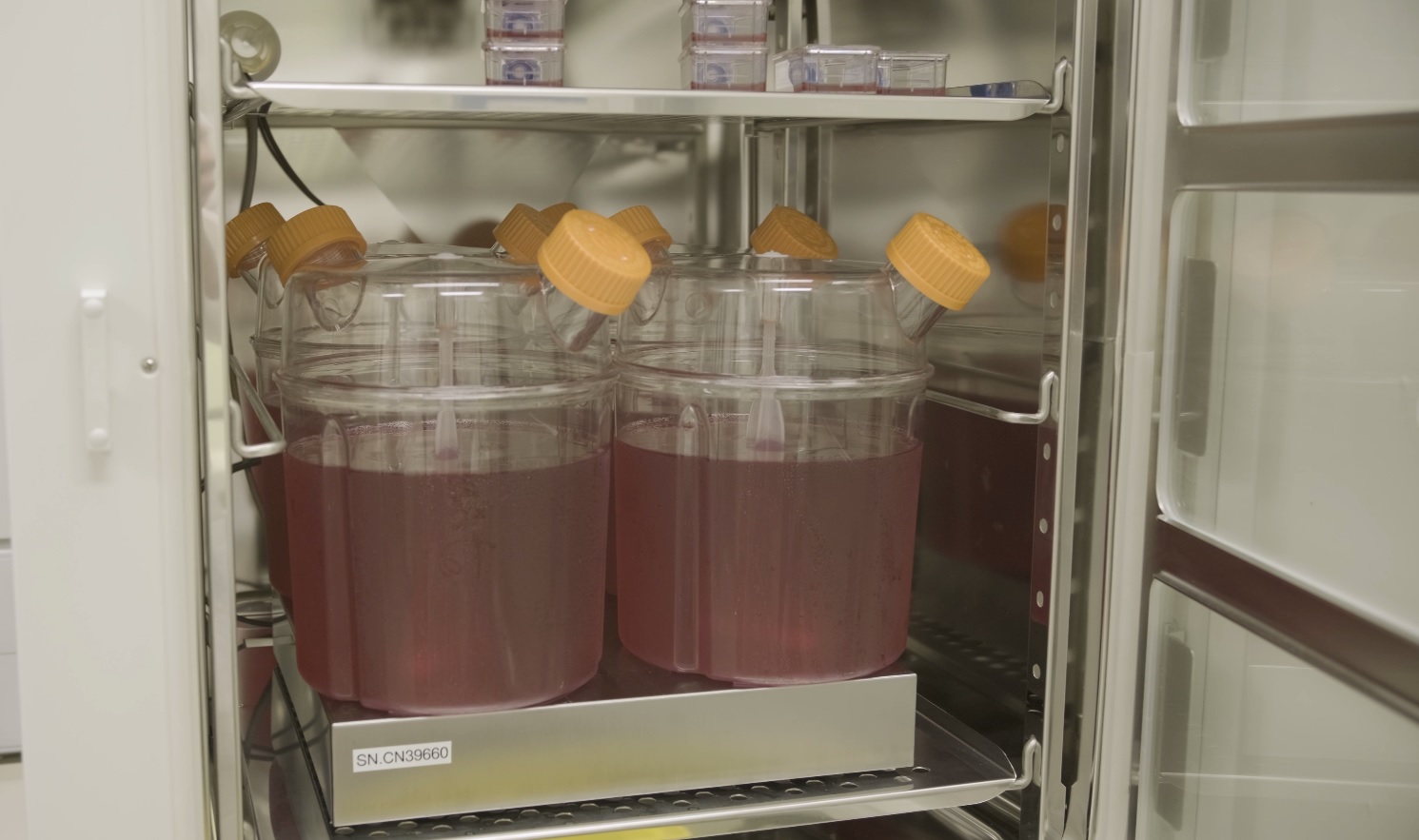 Containers of red blood cell culture flasks in incubator
