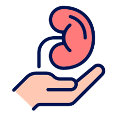 illustrated image of a hand with a kidney