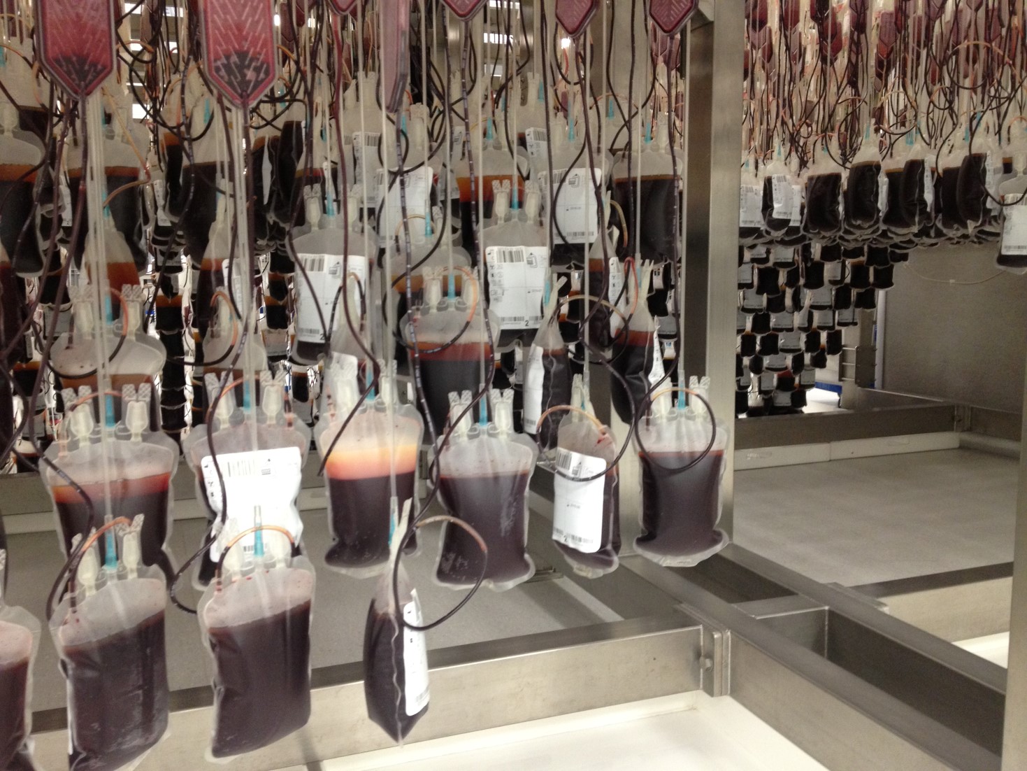 Blood bags being processed