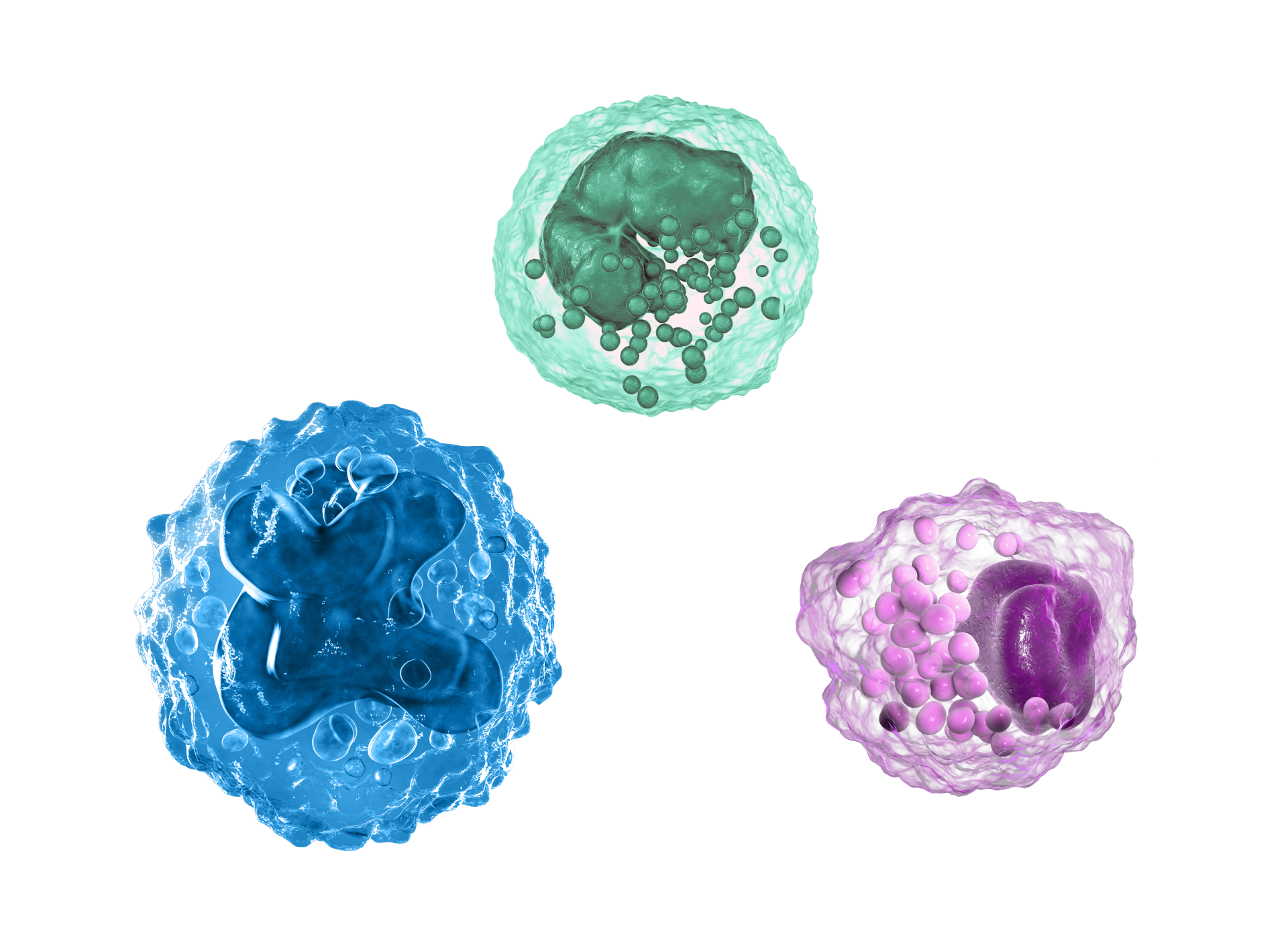 Image of 3 PBMC cells showing single nucleui